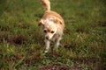 Curious blond Chihuahua dog explores a tropical garden Royalty Free Stock Photo