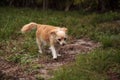 Curious blond Chihuahua dog explores a tropical garden Royalty Free Stock Photo