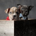 Curious blue american bully puppy hiding behind its brother