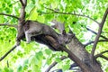 Curious blue cat sitting high on a tree in relaxing pose.