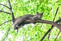 Curious blue funny cat sitting high on a tree in relaxing pose. Royalty Free Stock Photo