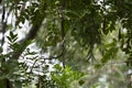 Curious Blue-Gray Gnatcatcher