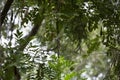 Curious Blue-Gray Gnatcatcher