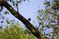 Curious Blue Jay