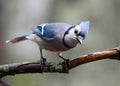 Curious Blue Jay