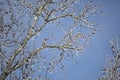 Curious Blue Jay on an Icy Branch Royalty Free Stock Photo