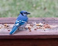 Curious blue jay looking at seeds and nuts