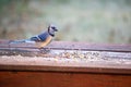 Curious blue jay looking at seeds and nuts