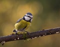 Curious Blue Tit (Cyanistes caeruleus or Parus caeruleus)