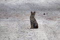 Curious Bobcat in the Everglades Royalty Free Stock Photo