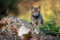 Curious Bobcat Kitten Royalty Free Stock Photo