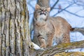 Curious bobcat in tree Royalty Free Stock Photo