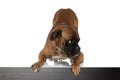 Curious boxer dog with collar looking to side and standing Royalty Free Stock Photo