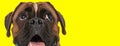 Curious boxer dog looking up, sticking out tongue and panting Royalty Free Stock Photo