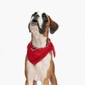 curious boxer dog wearing red bandana, looking up and panting Royalty Free Stock Photo