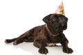 Curious boxer lying with birthday cap looks up to side Royalty Free Stock Photo