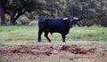 curious brave black bull with big horns grazing grass in the countryside of a farm. Horizontal photo
