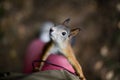 Curious brave wild squirrel with a fluffy tail climbs on the foo Royalty Free Stock Photo