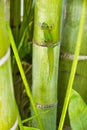 Curious bright green gold dust gecko. Royalty Free Stock Photo