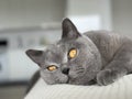 British shorthair cat Royalty Free Stock Photo