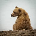 Curious Brown baby-bear in Katmia NP, Alaska