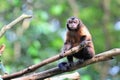 A curious brown capuchin on a tree branch Royalty Free Stock Photo