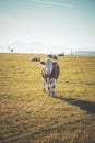 Curious Brown cow on green meadow, blue sky Royalty Free Stock Photo