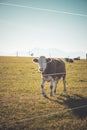 Curious Brown cow on green meadow, blue sky Royalty Free Stock Photo