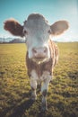 Curious Brown cow on green meadow, blue sky Royalty Free Stock Photo