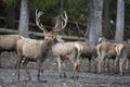 Curious brown european deer with beautiful antler at herd