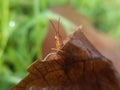 Curious brown grasshopper peeking from a dried leaf, extreme macro shot with soft green background Royalty Free Stock Photo