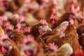 Curious brown hen on an organic chicken farm