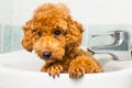 Curious brown poodle puppy getting ready for bath in basin Royalty Free Stock Photo