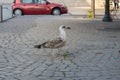 Curious brown seagull walking down the street. Beautiful seagull at the street. Brown gull in the city. Royalty Free Stock Photo