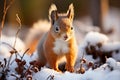 Curious Brown Squirrel Observing Snow-Covered Winter Forest in Search of Food. Royalty Free Stock Photo