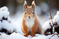 Curious brown squirrel in a snow-covered winter forest. Winter landscape. Royalty Free Stock Photo