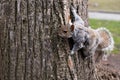 Curious brown squirrel on a tree Royalty Free Stock Photo