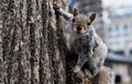 Curious brown squirrel on a tree Royalty Free Stock Photo