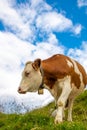 Curious cow in the austrian alps with cloudy sky