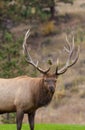 Curious Bull Elk