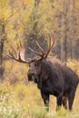 Curious Bull Moose