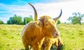 Curious bull portrait