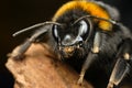 Curious bumble bee