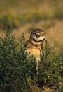 Curious Burrowing Owl Royalty Free Stock Photo