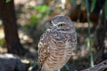Curious Burrowing Owl Perched on a Tree Branch Royalty Free Stock Photo