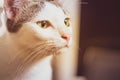 Curious ca black and white cat close upt face beautiful yellow eyes looking. Cute kitten portrait Royalty Free Stock Photo