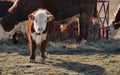 Curious Calf