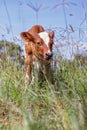 Curious calf in a meadow