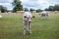 Curious calf. Young cow showing curiosity in an English agricultural rural countryside scene. Royalty Free Stock Photo