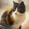 Curious calico cat looks into the window from the street